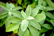 SACRED PEARL - Officinale Sage Leaves - Bulk plant infusion-4