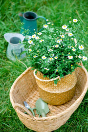 PERLE DOUCEUR - Fleurs de Camomille - Infusion de Plantes en vrac-5